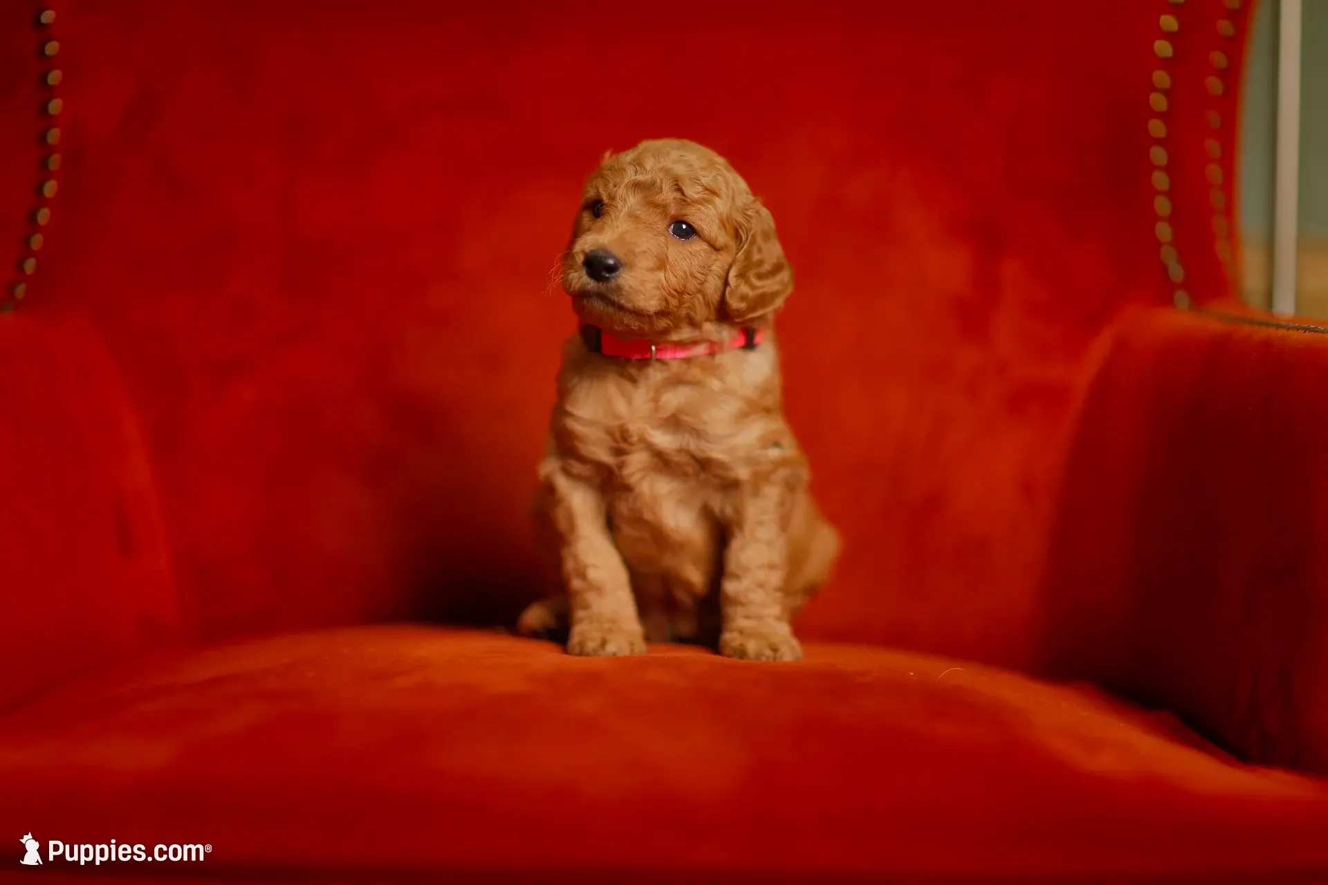 Poppy, a female Goldendoodle for sale in San Diego, CA – 3 of 7