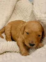 Lily, a female Goldendoodle for sale in San Diego, CA – 5 of 6