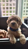 Dewy, a male Goldendoodle for sale in San Diego, CA – 2 of 5