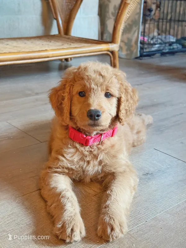 Rose – Goldendoodle puppy for sale in San Diego, CA
