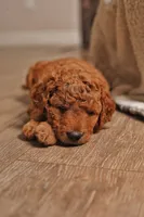 Peony, a female Goldendoodle for sale in San Diego, CA – 2 of 7