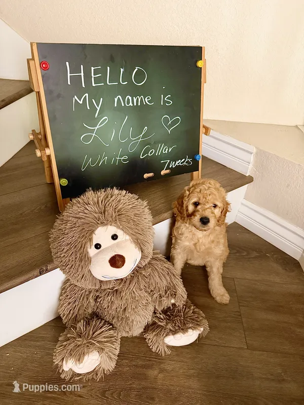 Lily – Goldendoodle puppy for sale in San Diego, CA
