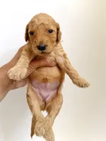 Lily, a female Goldendoodle for sale in San Diego, CA – 4 of 6