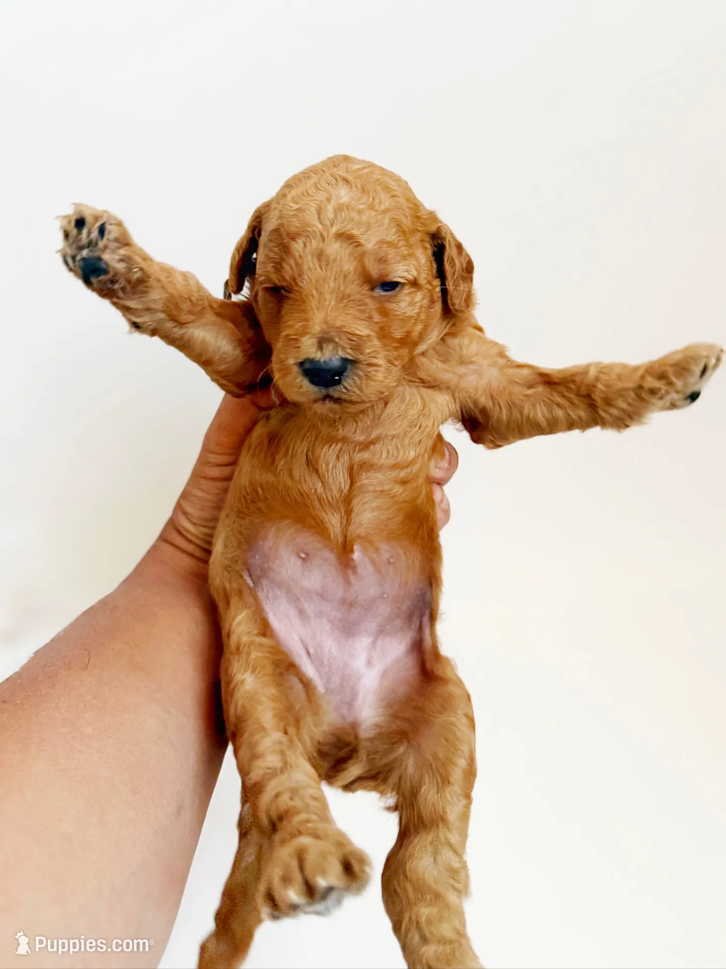 Peony, a female Goldendoodle for sale in San Diego, CA – 5 of 7
