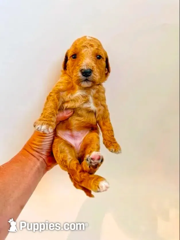 Poppy, a female Goldendoodle for sale in San Diego, CA – 4 of 7