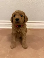 Rose, a female Goldendoodle for sale in San Diego, CA – 3 of 7