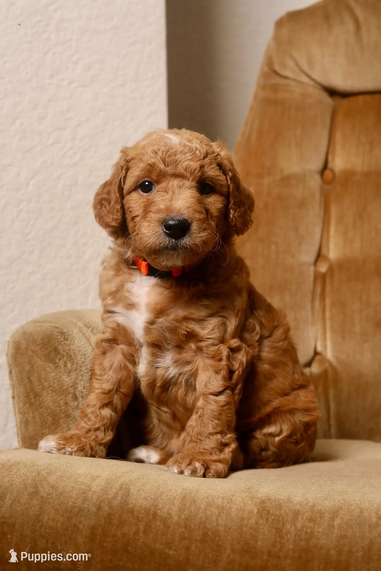 Poppy, a female Goldendoodle for sale in San Diego, CA – 1 of 7