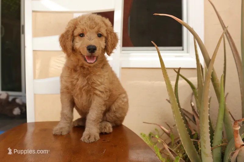 Rose – Goldendoodle puppy for sale in San Diego, CA