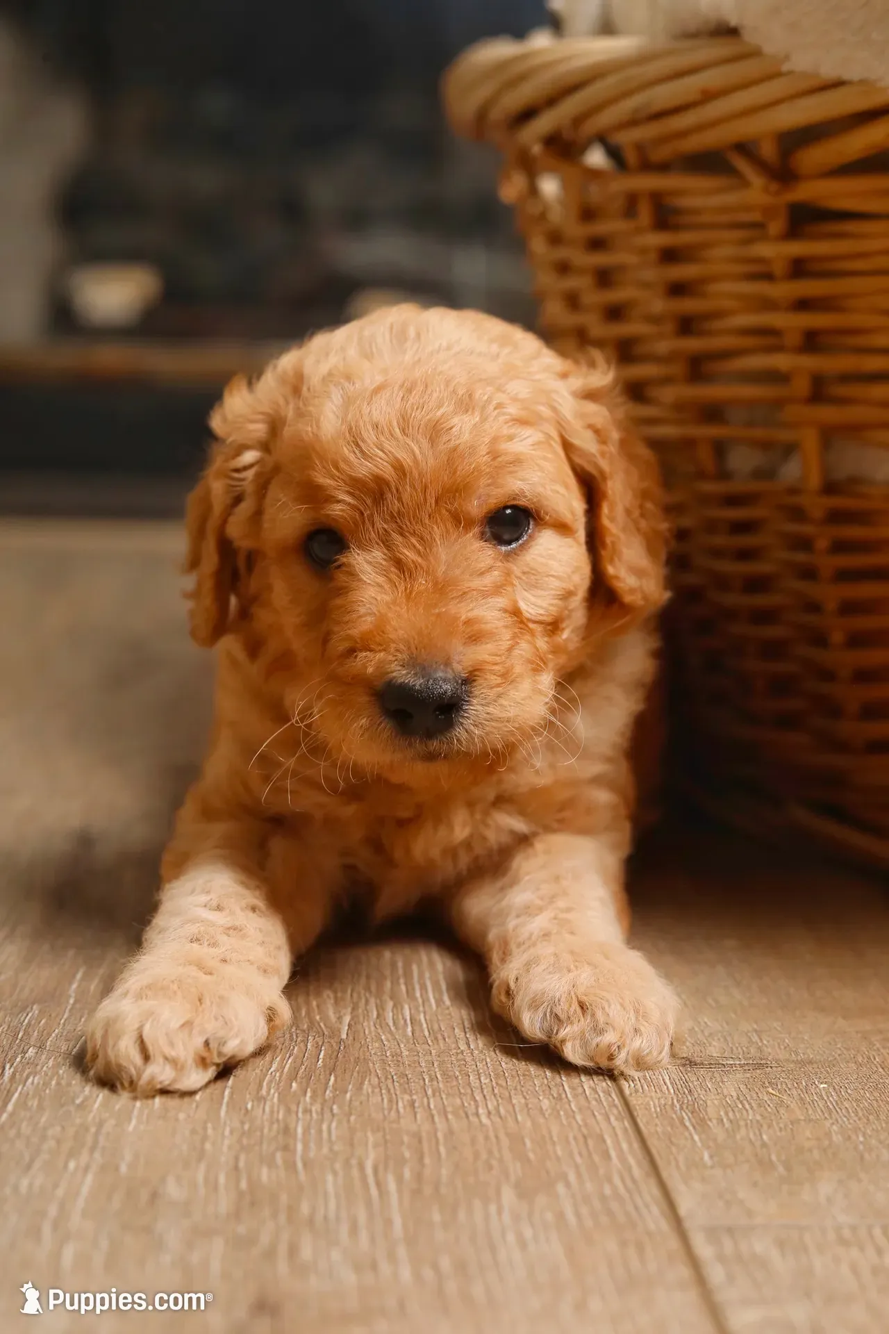 Lily, a female Goldendoodle for sale in San Diego, CA – 2 of 6