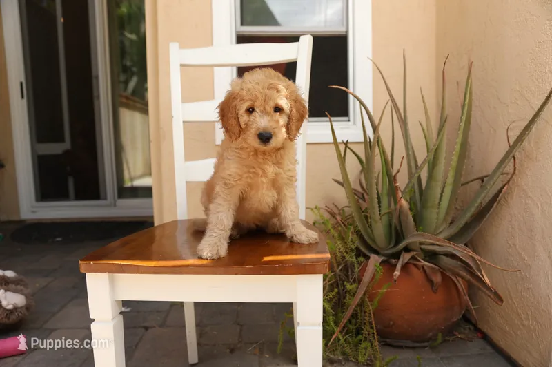 Lily – Goldendoodle puppy for sale in San Diego, CA