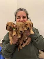 Peony, a female Goldendoodle for sale in San Diego, CA – 4 of 7