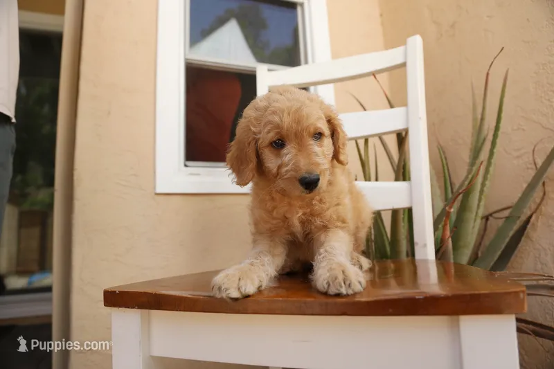 Dewy – Goldendoodle puppy for sale in San Diego, CA