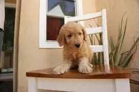 Dewy, a male Goldendoodle for sale in San Diego, CA – 2 of 8