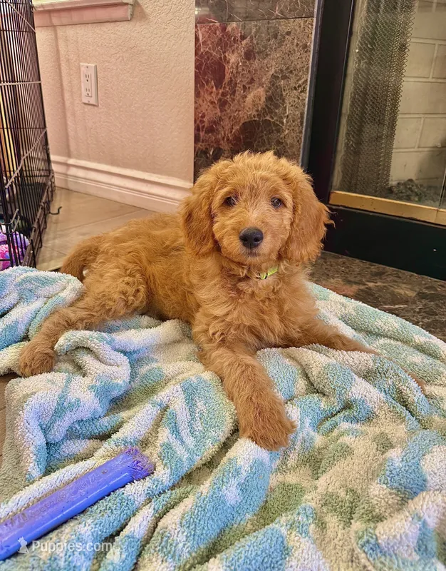 Willow – Goldendoodle puppy for sale in San Diego, CA