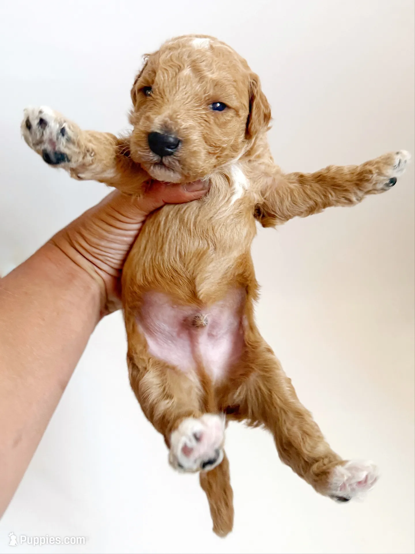 Oak, a male Goldendoodle for sale in San Diego, CA – 4 of 6