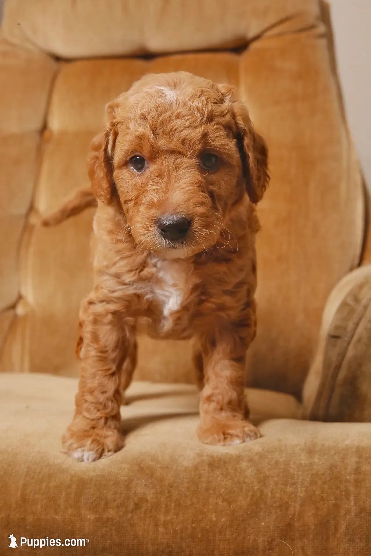 Poppy, a female Goldendoodle for sale in San Diego, CA – 2 of 7