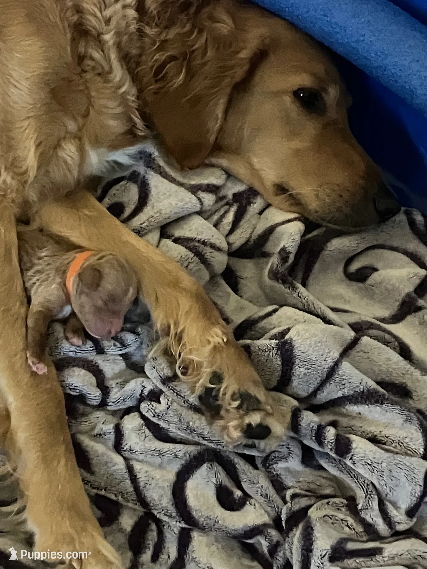 Poppy, a female Goldendoodle for sale in San Diego, CA – 7 of 7