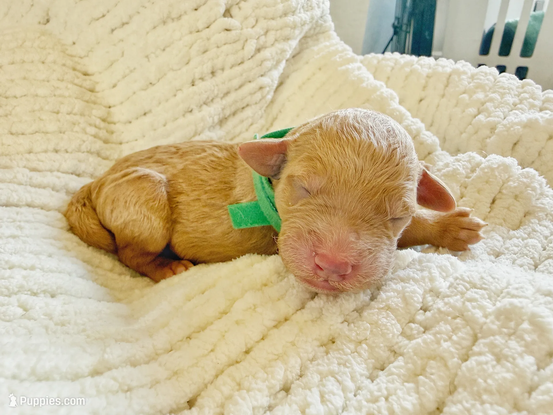 Willow, a female Goldendoodle for sale in San Diego, CA – 4 of 5