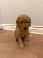 Dewy, a male Goldendoodle for sale in San Diego, CA – 3 of 5