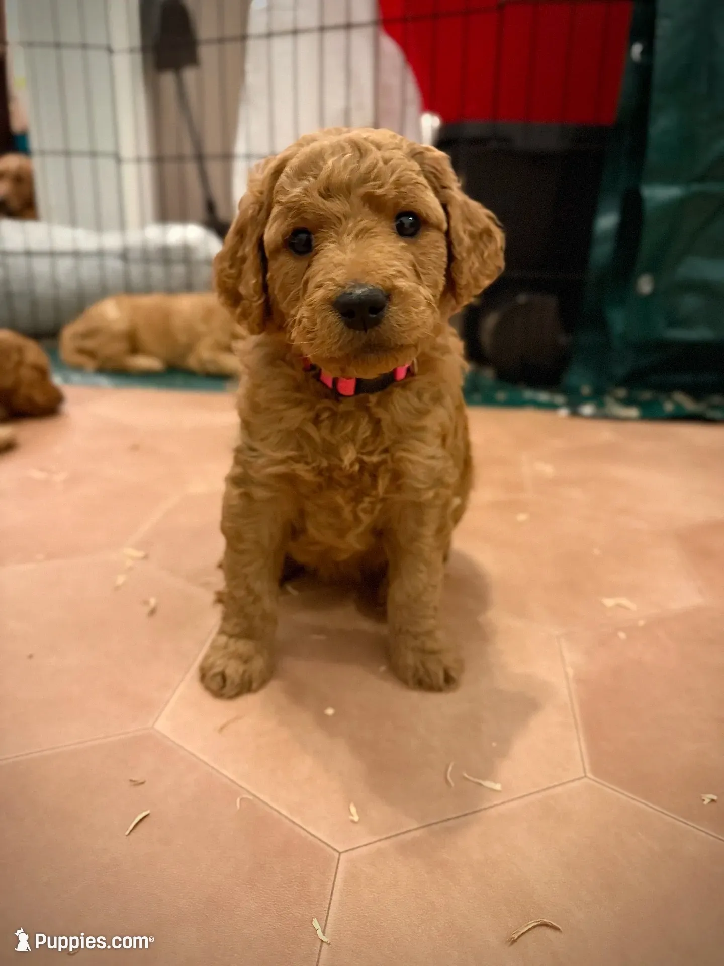 Rose, a female Goldendoodle for sale in San Diego, CA – 4 of 7