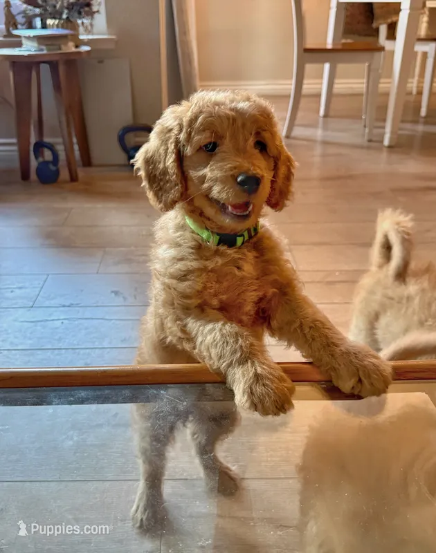 Willow – Goldendoodle puppy for sale in San Diego, CA