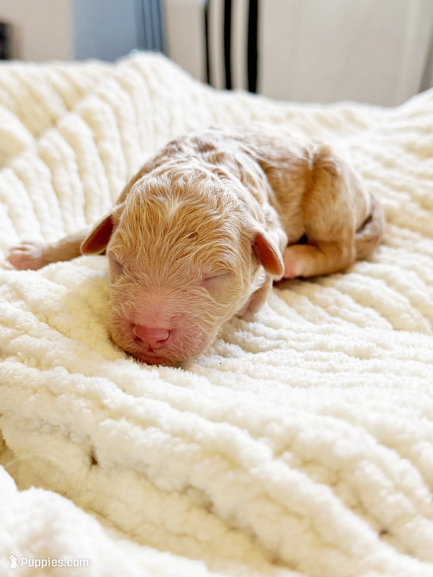 Oak, a male Goldendoodle for sale in San Diego, CA – 6 of 6
