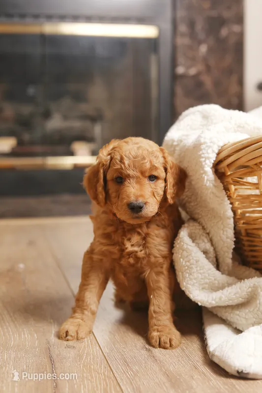 Rose – Goldendoodle puppy for sale in San Diego, CA