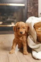 Rose, a female Goldendoodle for sale in San Diego, CA – 1 of 7