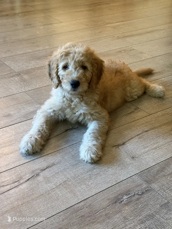 Lily – Goldendoodle puppy for sale in San Diego, CA