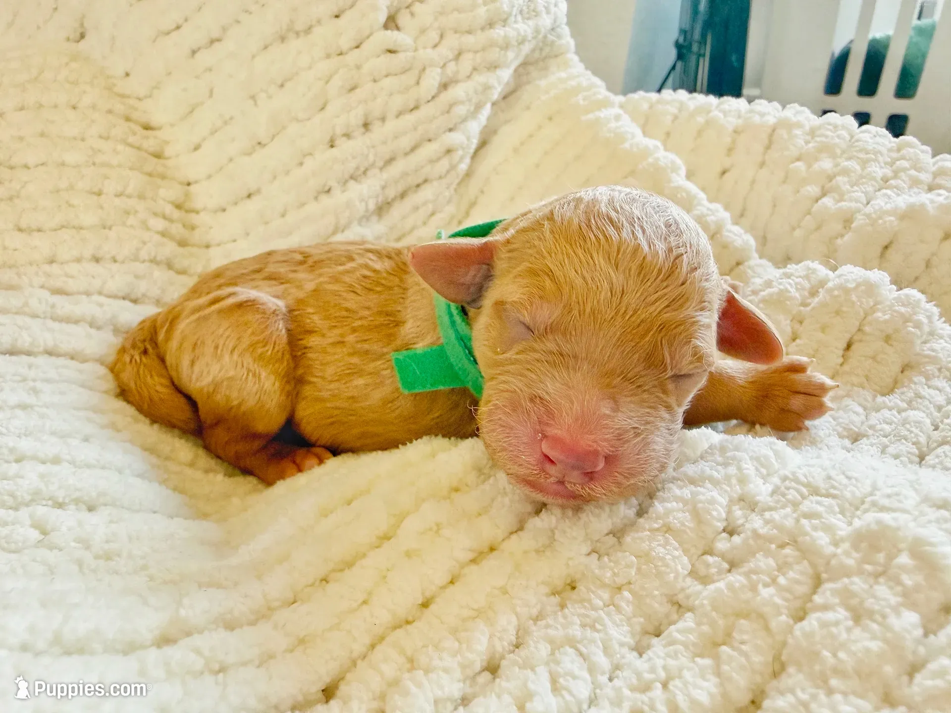 Forrest , a male Goldendoodle for sale in San Diego, CA – 5 of 5