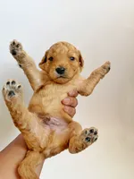 Dewy, a male Goldendoodle for sale in San Diego, CA – 4 of 5