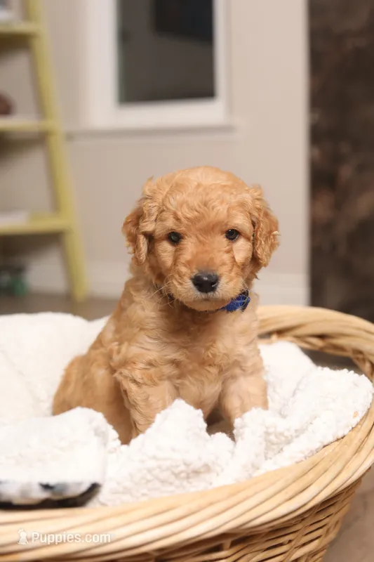 Dewy – Goldendoodle puppy for sale in San Diego, CA