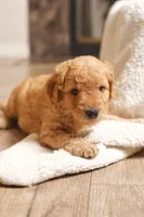 Lily, a female Goldendoodle for sale in San Diego, CA – 1 of 6