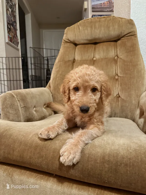 Dewy – Goldendoodle puppy for sale in San Diego, CA