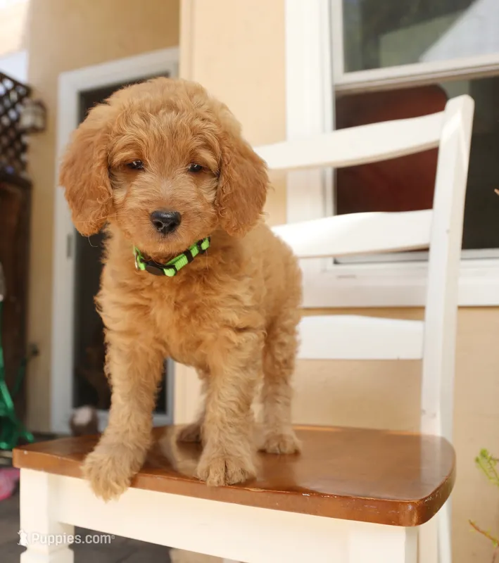 Willow – Goldendoodle puppy for sale in San Diego, CA