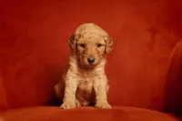 Lily, a female Goldendoodle for sale in San Diego, CA – 3 of 6