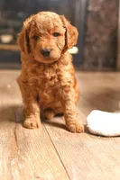 Rose, a female Goldendoodle for sale in San Diego, CA – 2 of 7