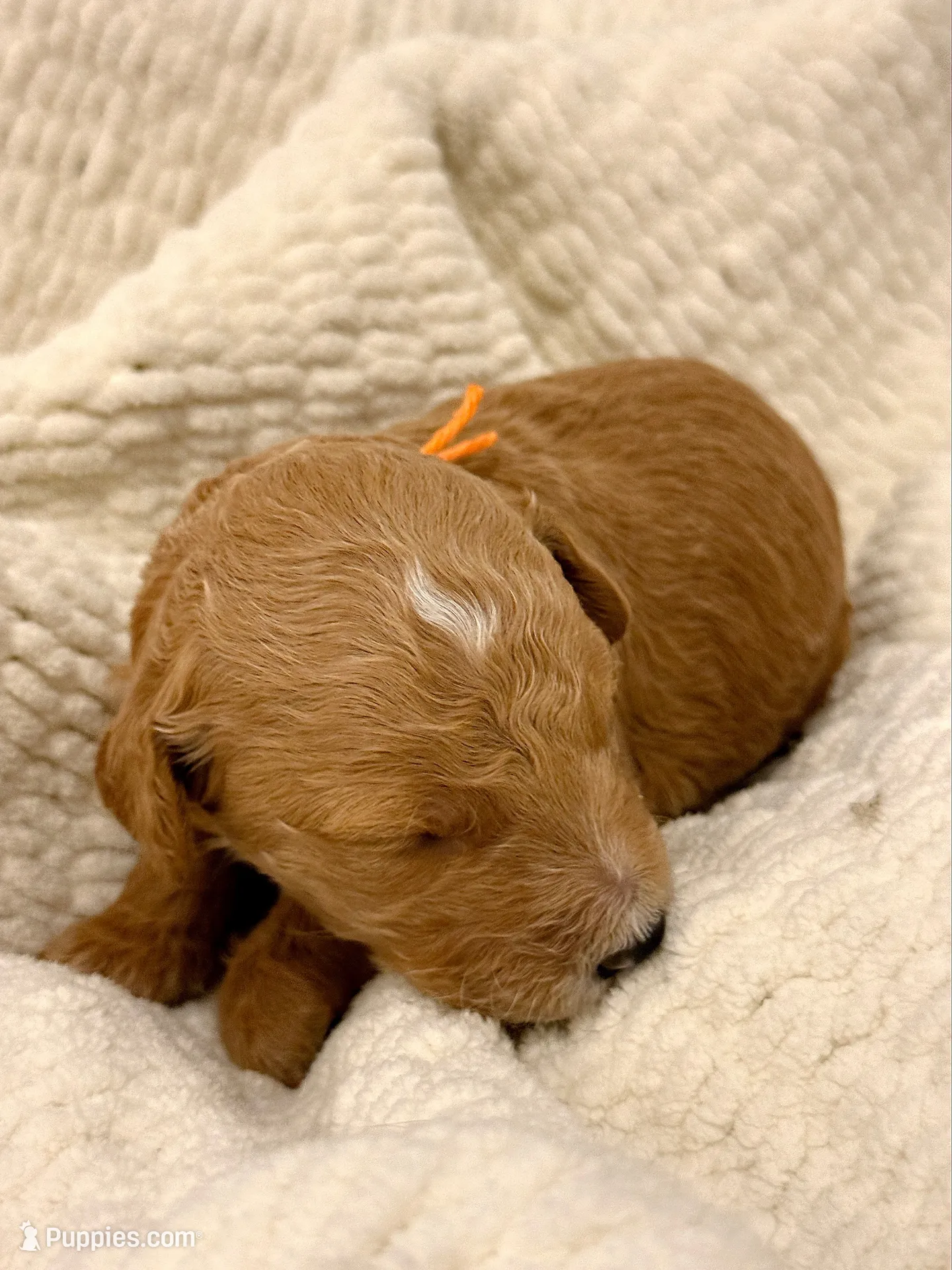 Poppy, a female Goldendoodle for sale in San Diego, CA – 5 of 7