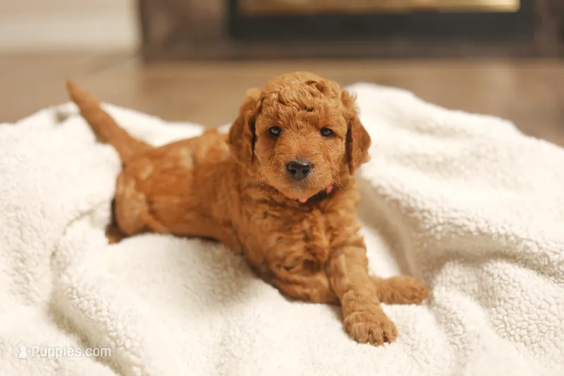 Peony – Goldendoodle puppy for sale in San Diego, CA