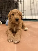 Oak, a male Goldendoodle for sale in San Diego, CA – 2 of 6