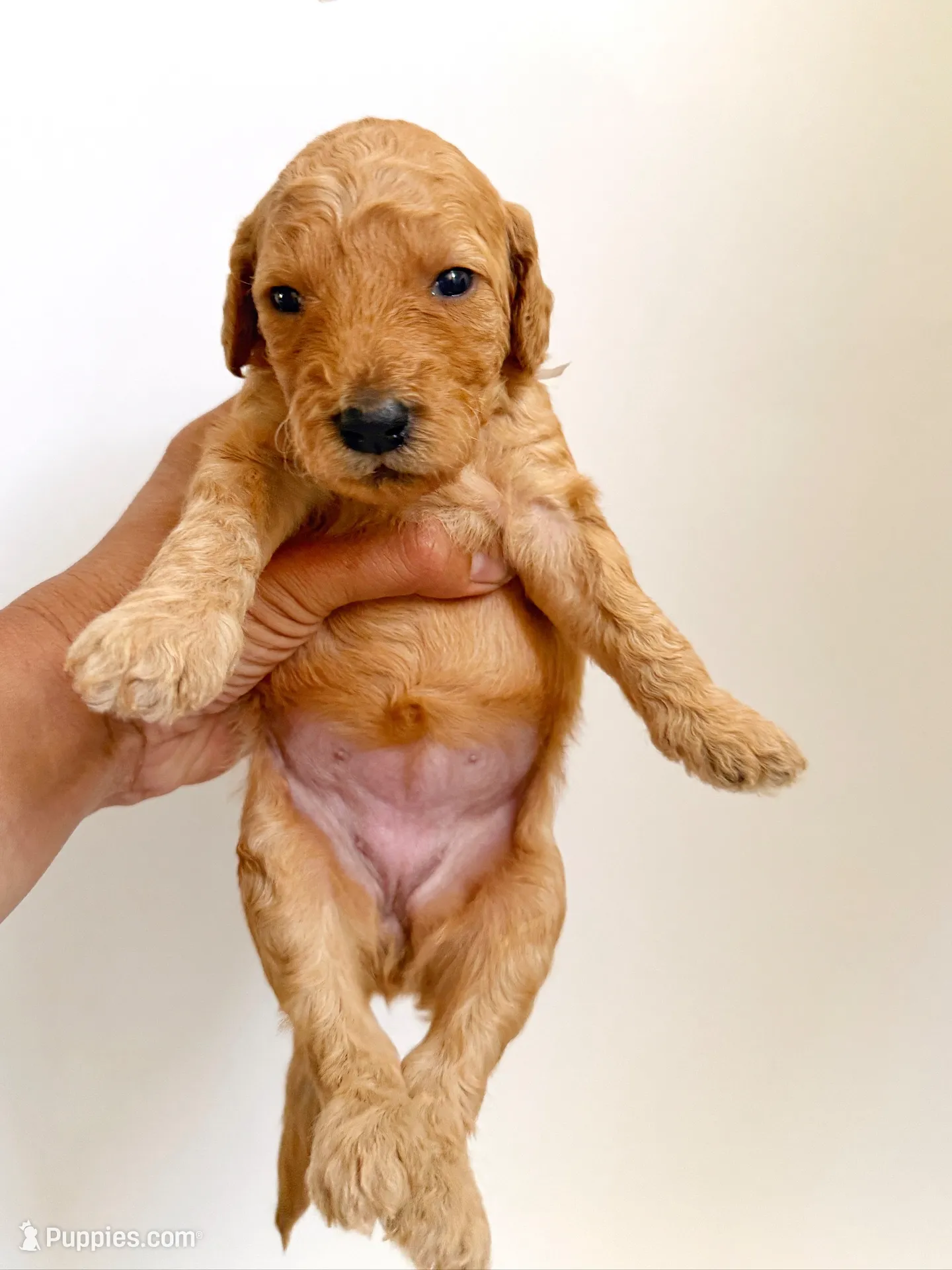 Rose, a female Goldendoodle for sale in San Diego, CA – 5 of 7