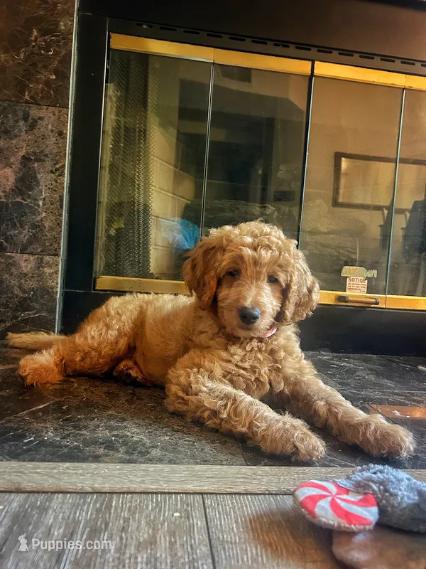 Peony – Goldendoodle puppy for sale in San Diego, CA