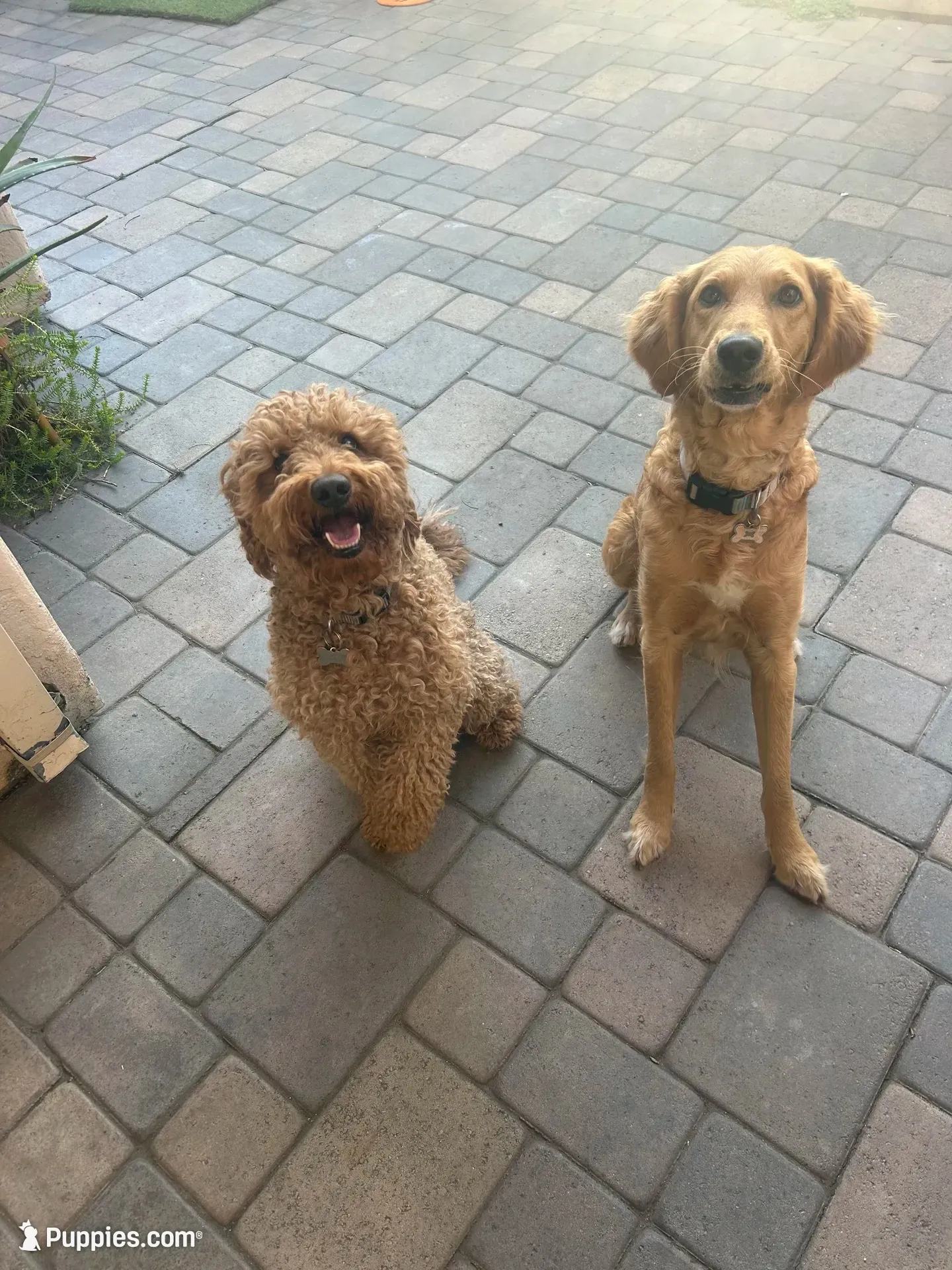 Willow, a female Goldendoodle for sale in San Diego, CA – 5 of 5