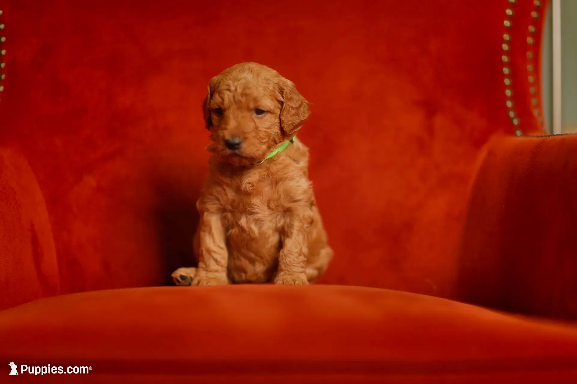 Willow, a female Goldendoodle for sale in San Diego, CA – 2 of 5
