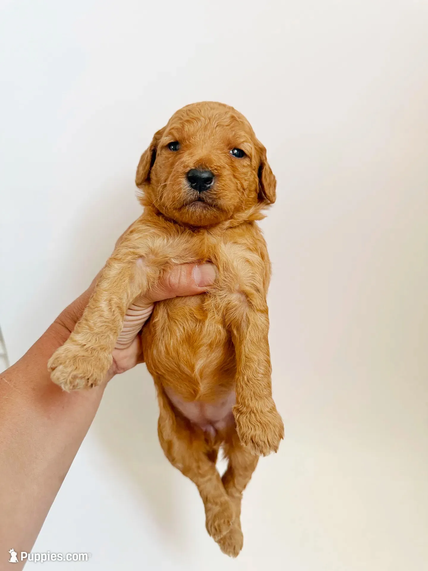 Willow, a female Goldendoodle for sale in San Diego, CA – 3 of 5