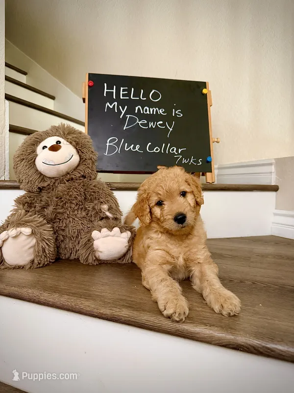 Dewy – Goldendoodle puppy for sale in San Diego, CA