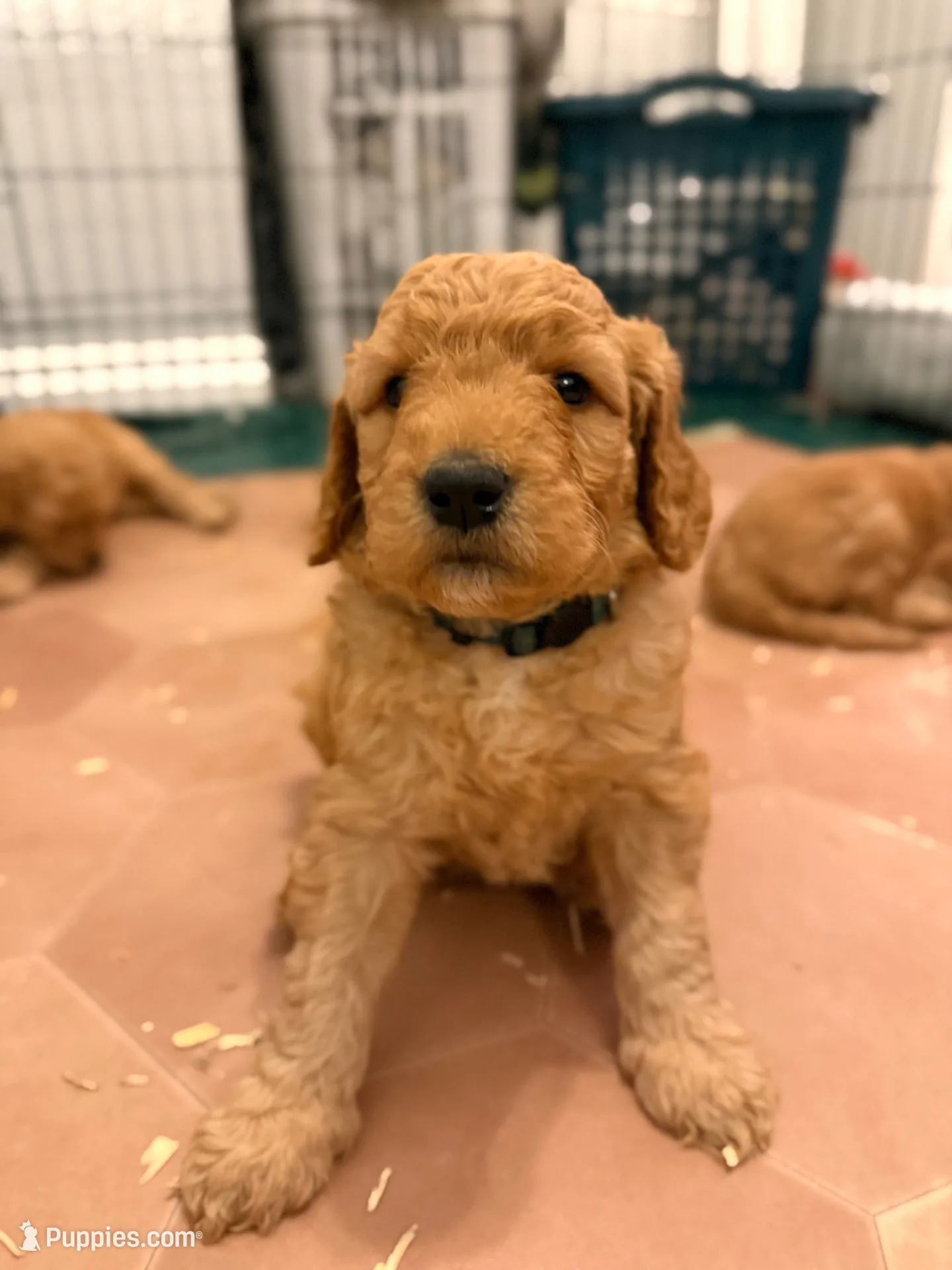 Forrest , a male Goldendoodle for sale in San Diego, CA – 3 of 5
