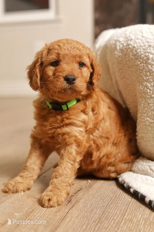 Willow – Goldendoodle puppy for sale in San Diego, CA