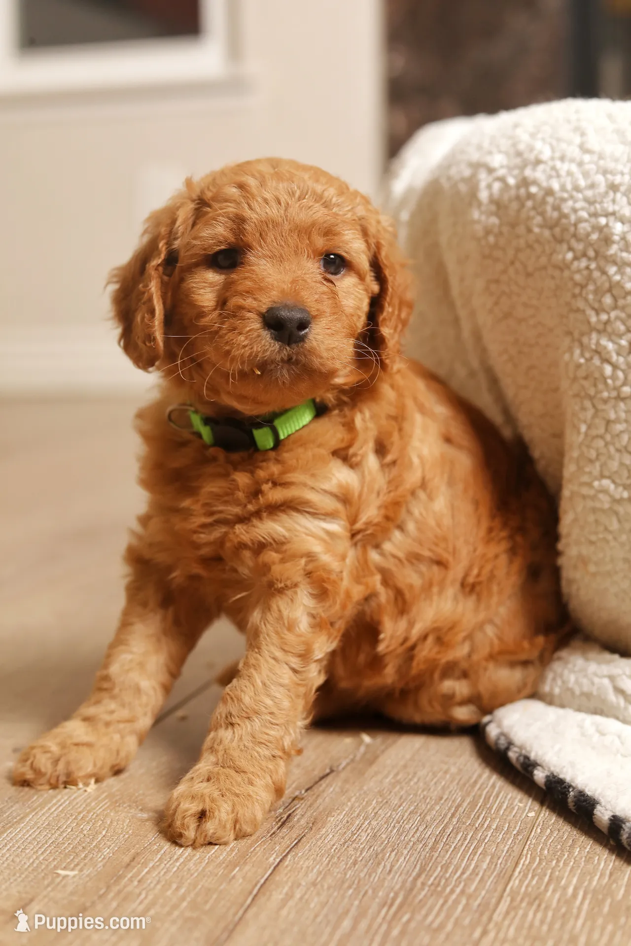 Willow, a female Goldendoodle for sale in San Diego, CA – 1 of 5