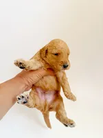 Forrest , a male Goldendoodle for sale in San Diego, CA – 4 of 5